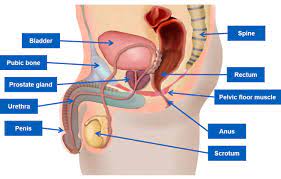 Differences Between Male and Female Pelvis