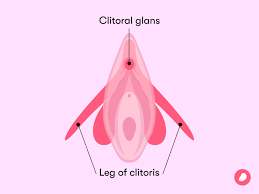 The Clitoris: Understanding Female Anatomy and Empowering Women