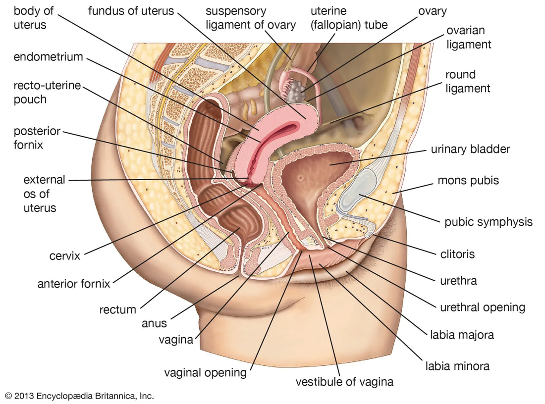 Increased Libido During Pregnancy: Understanding and Embracing the Changes