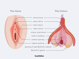 Understanding Female Sexual Anatomy: A Guide to Finding the Clitoris