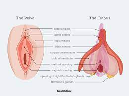 How to Explore and Discover the Clitoris: A Comprehensive Guide