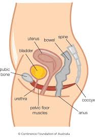 Understanding and Strengthening Pelvic Floor Muscles in Men