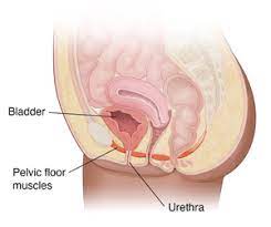 The Uterus Stomach Pooch: Understanding and Addressing It