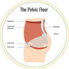 Exercises for Strengthening Male Pelvic Floor Muscles