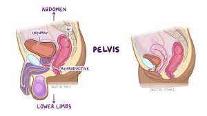 Pelvic Floor Exercises for Overactive Bladder: A Comprehensive Guide