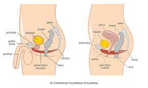 Understanding and Strengthening Male Pelvic Floor Muscles