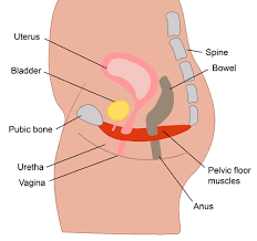 Exercise for Pelvic Floor Muscles: A Comprehensive Guide